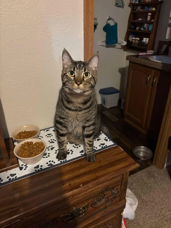An adult large-sized male Domestic Short Hair cat named Zip for adoption in Chappell, NE