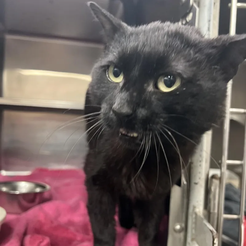 An adult medium-sized male Black Domestic Short Hair cat named Tony Biscuits The Third for adoption in Amarillo, TX
