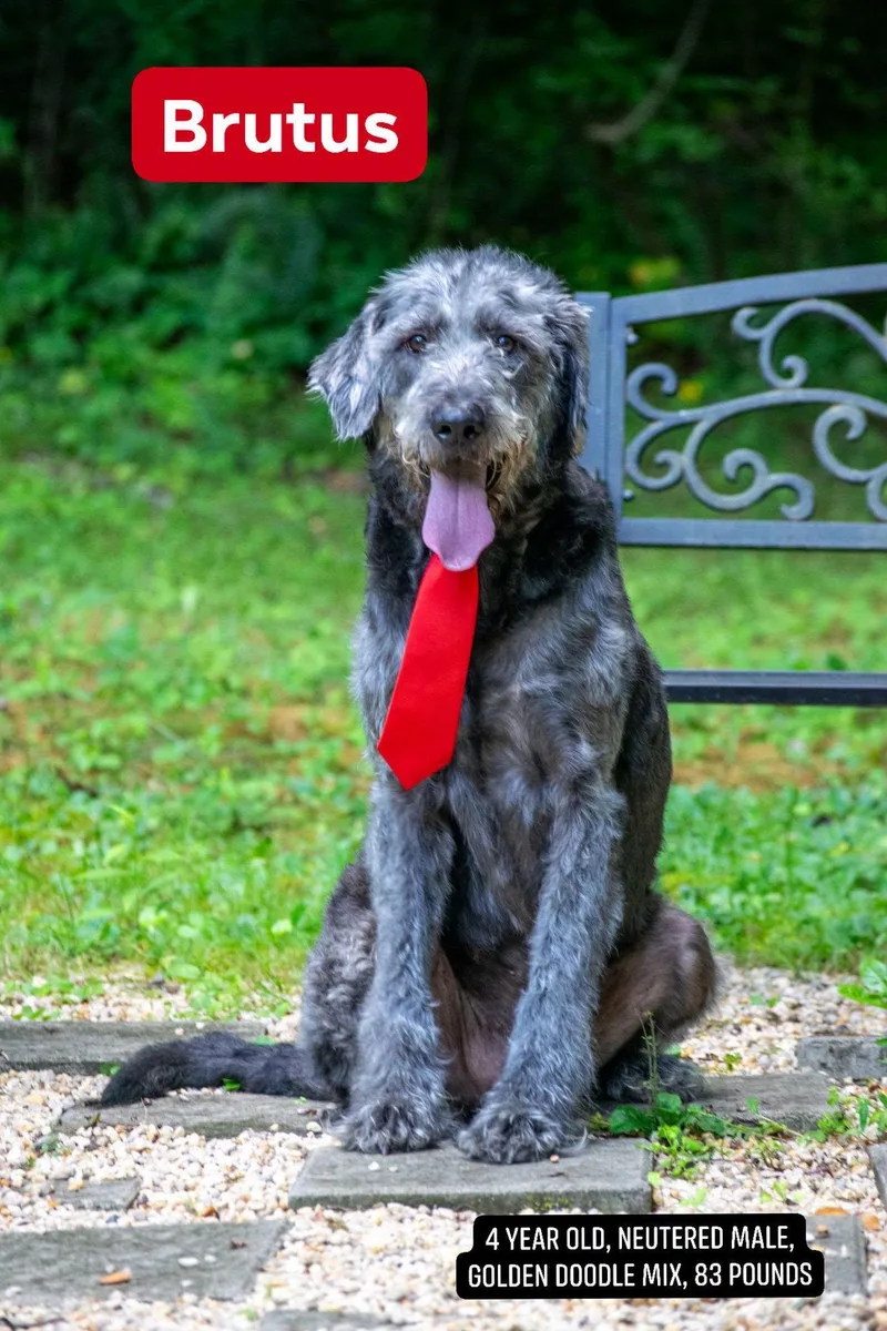 An adult large-sized male Gray / Blue / Silver Goldendoodle dog named Brutus for adoption in Sevierville, TN