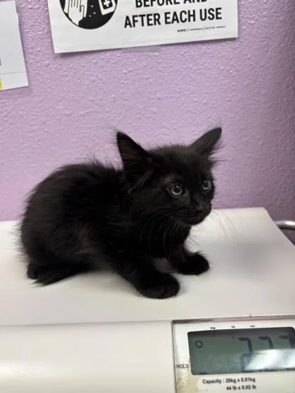 A baby small-sized male Domestic Short Hair cat named Kevin for adoption in El Paso, TX