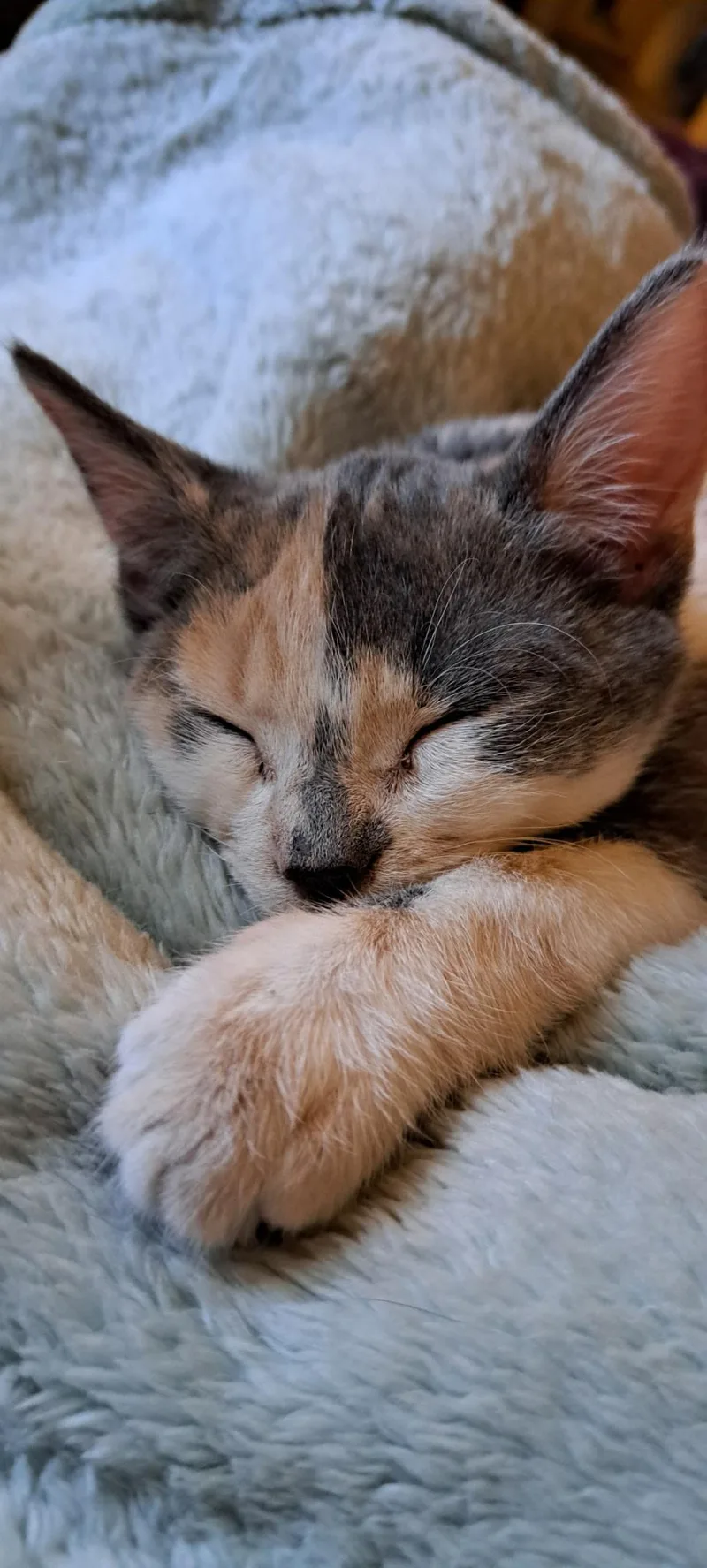 A baby small-sized female Domestic Short Hair cat named Buttercup for adoption in queen creek, AZ