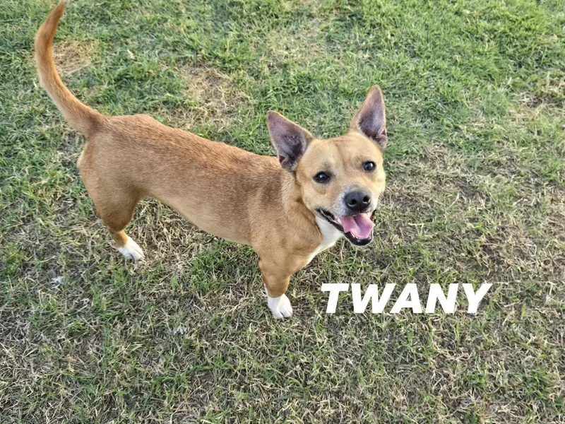 An adult small-sized female Golden Chihuahua dog named Tawny for adoption in Mingus, TX
