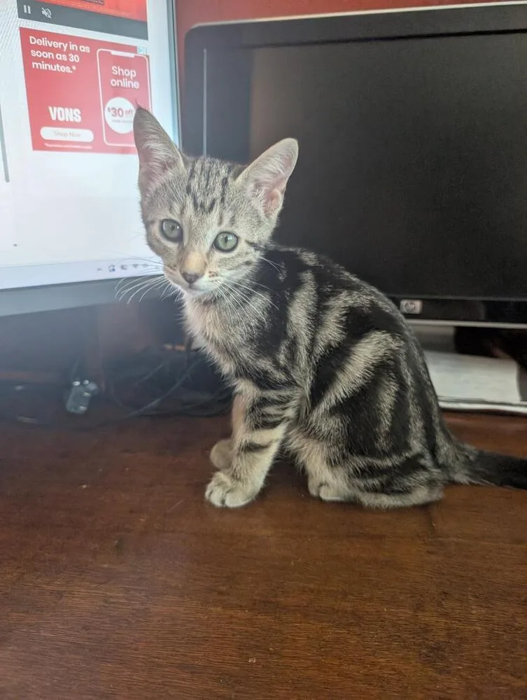 A baby medium-sized female Tabby (Brown / Chocolate) Domestic Short Hair cat named Sassy for adoption in Oceanside, CA