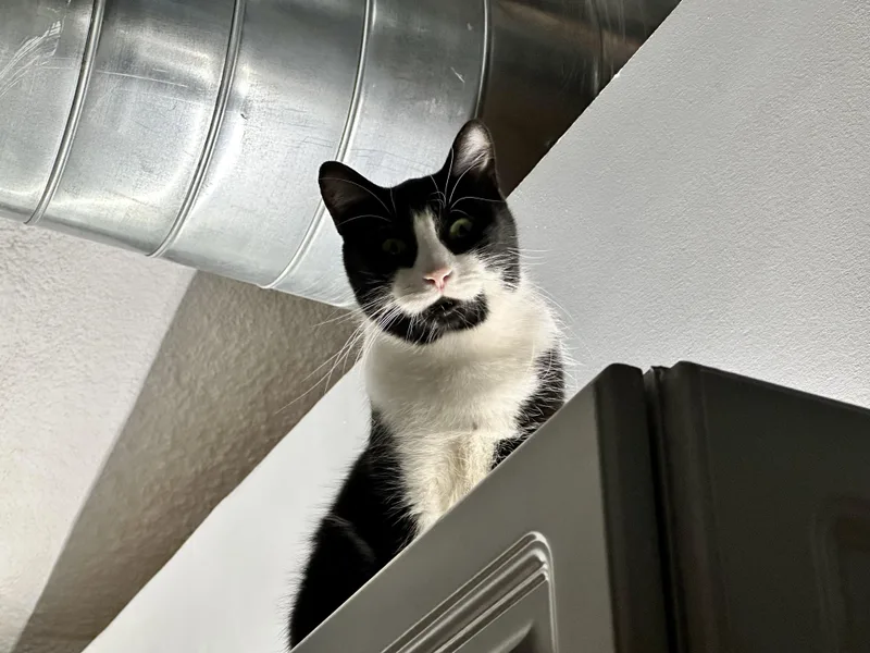 Oreo Freeman thumbnail 5