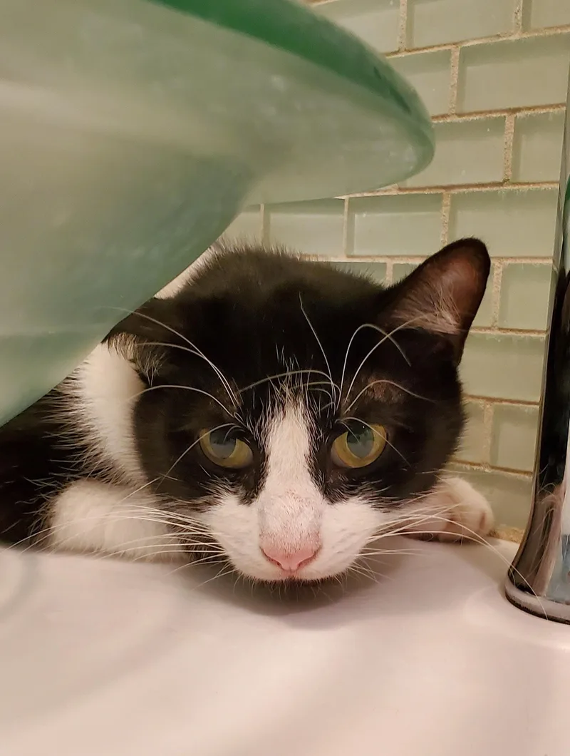 Oreo Freeman thumbnail 6