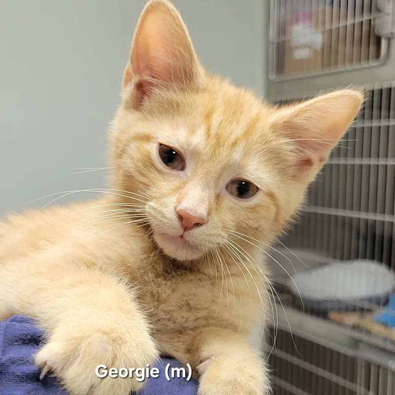 A baby medium-sized male Orange & White Domestic Short Hair cat named Georgie for adoption in Mazon, IL
