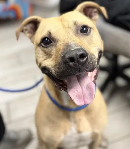 A young medium-sized male Mixed Breed dog named Wheeler for adoption in Pensacola, FL