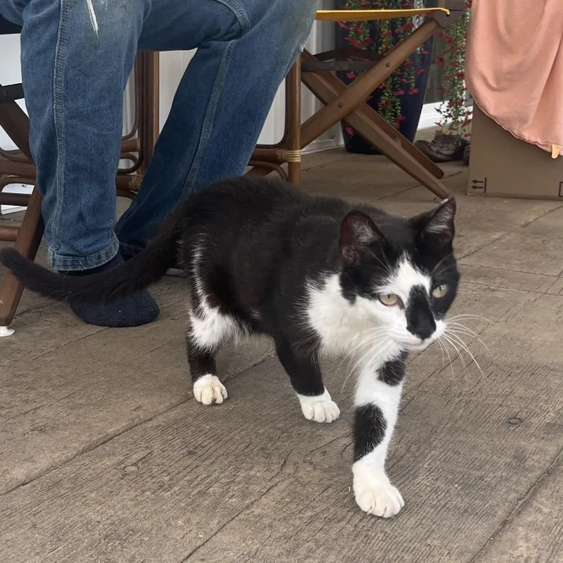 A young small-sized male Black Domestic Short Hair cat named FlipFlop for adoption in Normal, IL