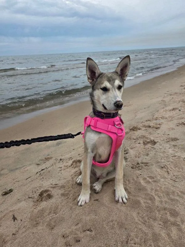 A young medium-sized female Husky dog named Missy for adoption in Portage, IN