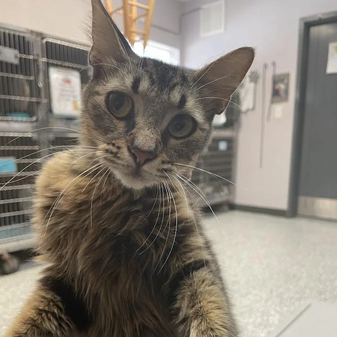 A young medium-sized female Brown / Chocolate Domestic Short Hair cat named Haven for adoption in Port Charlotte, FL