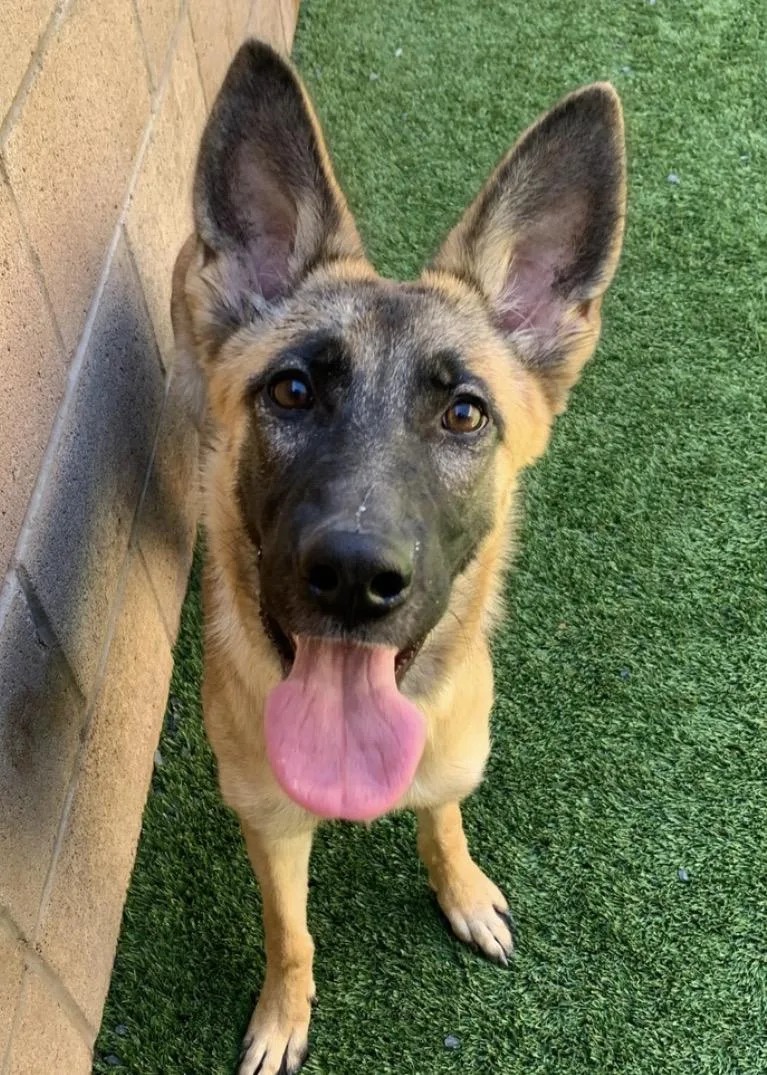 A baby medium-sized female Black Belgian Shepherd / Malinois dog named Save Me Please Carley for adoption in San Marcos, CA