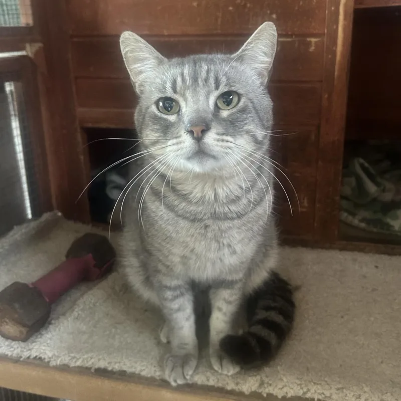 An adult medium-sized male Gray / Blue / Silver Domestic Short Hair cat named Captain Von Trapp for adoption in Boerne, TX