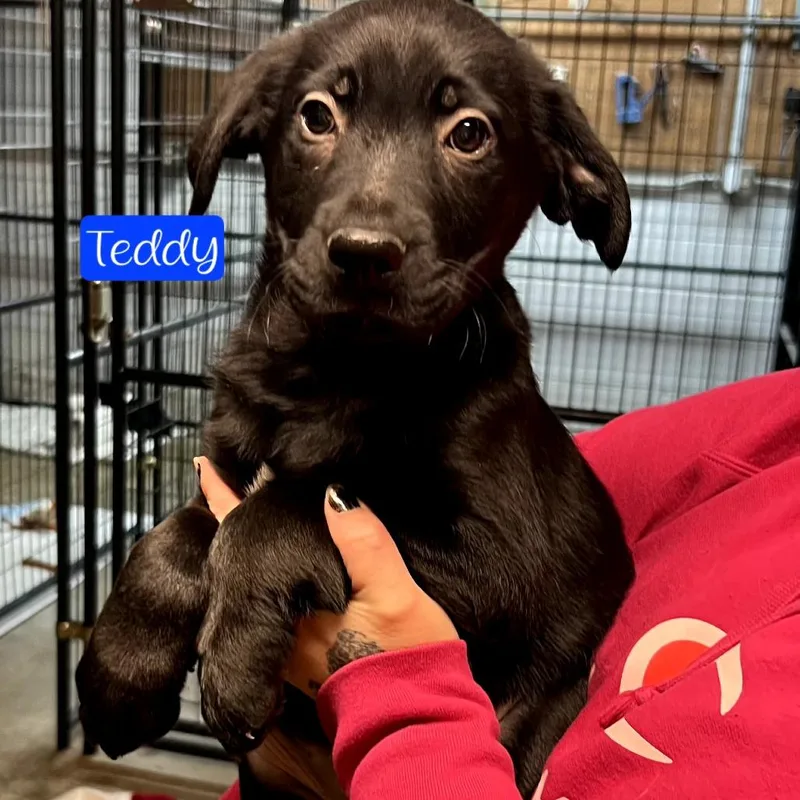 A baby small-sized male Black Feist dog named Teddy for adoption in Parkersburg, WV