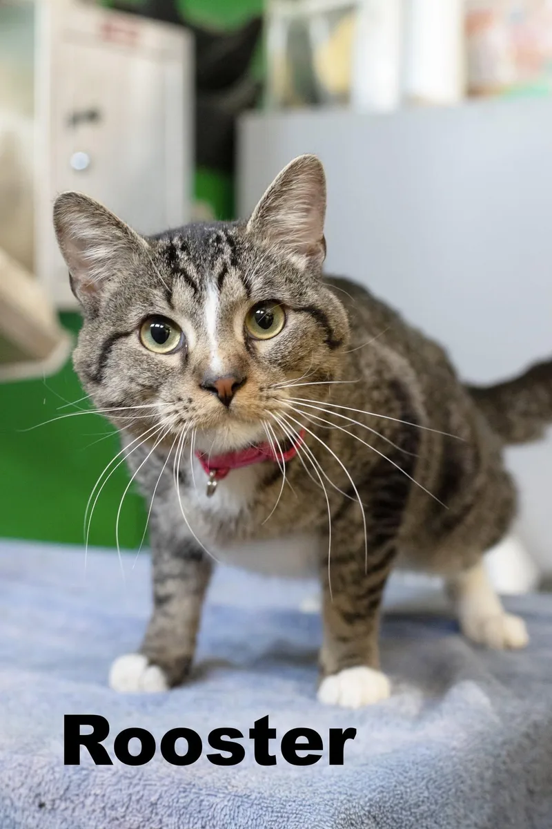 An adult large-sized male Tabby cat named Rooster for adoption in Macomb, IL