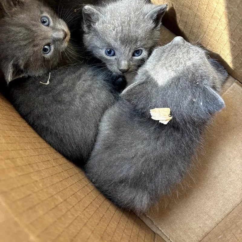 A baby small-sized male Gray / Blue / Silver Domestic Short Hair cat named Jupiter for adoption in Garfield, AR