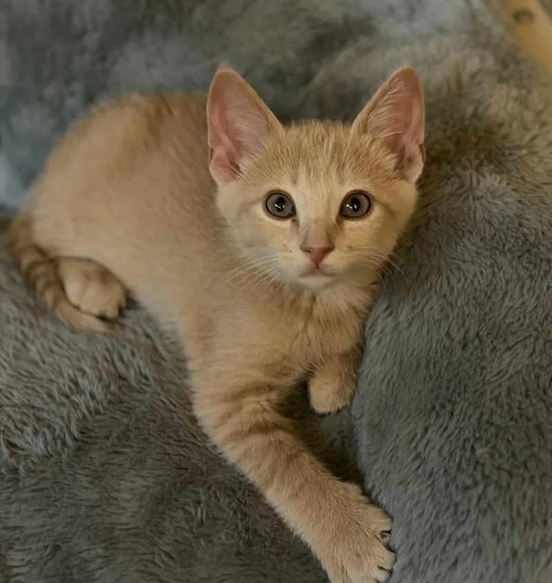 A young small-sized male Tabby (Orange / Red) Domestic Short Hair cat named Oogie Boogie for adoption in Brookings, SD
