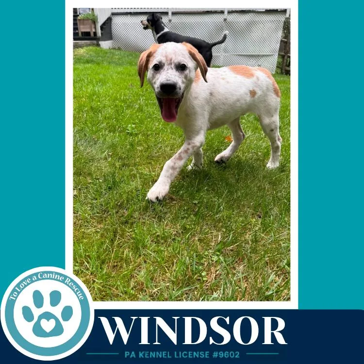 Windsor