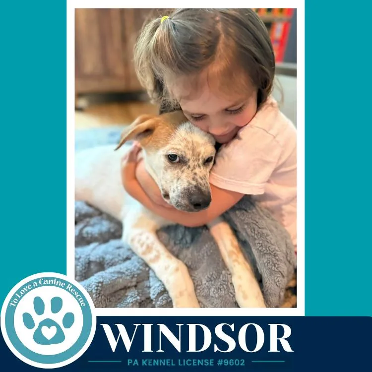 Windsor thumbnail 2