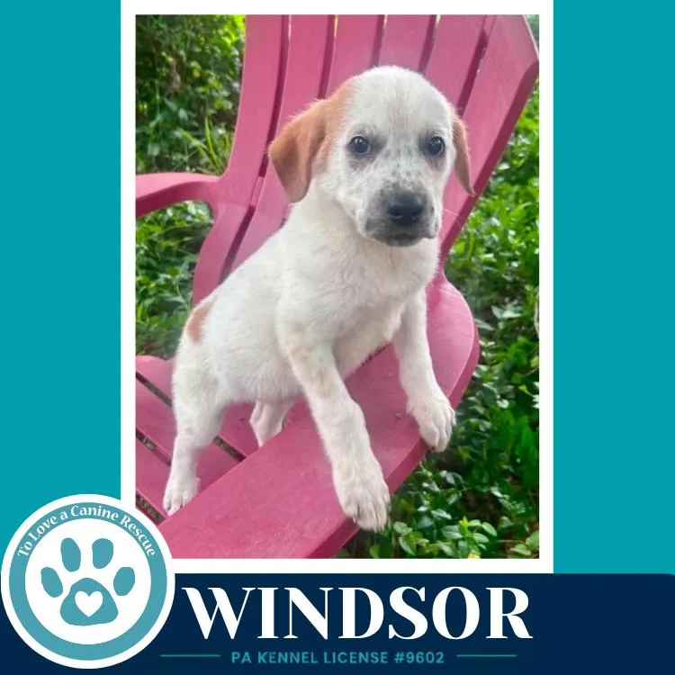 Windsor thumbnail 3