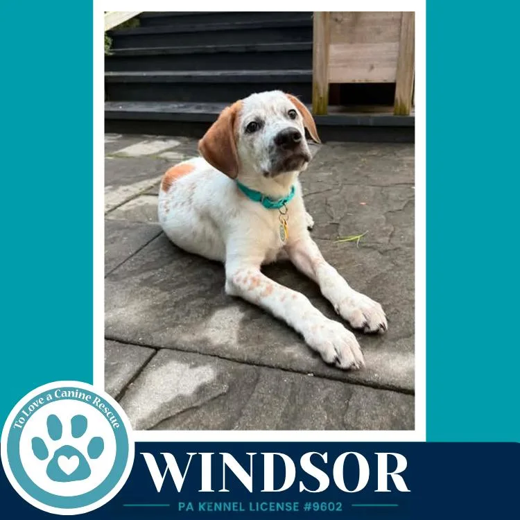 Windsor thumbnail 4