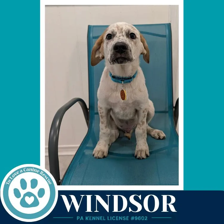 Windsor thumbnail 5