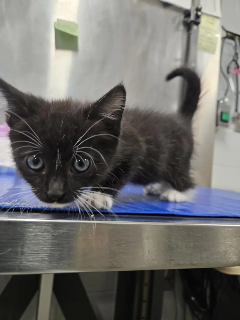 A baby small-sized male Domestic Short Hair cat named Vortex for adoption in Hagerstown, MD