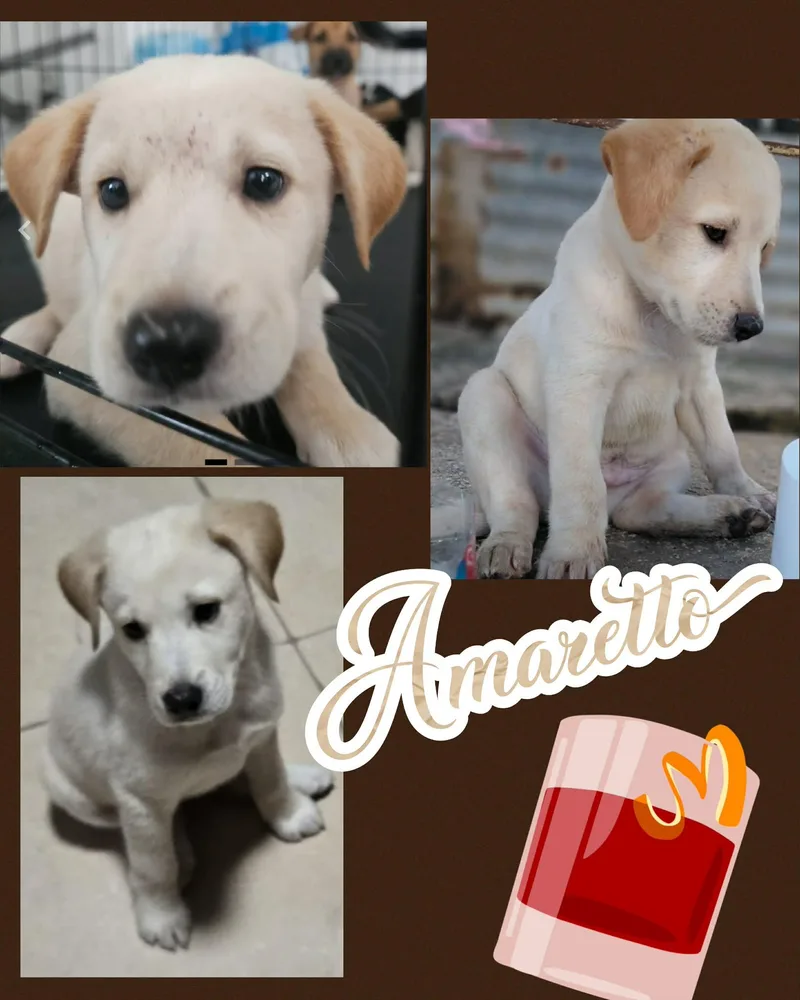 A baby medium-sized male White / Cream Labrador Retriever dog named Amaretto for adoption in Ringwood, NJ