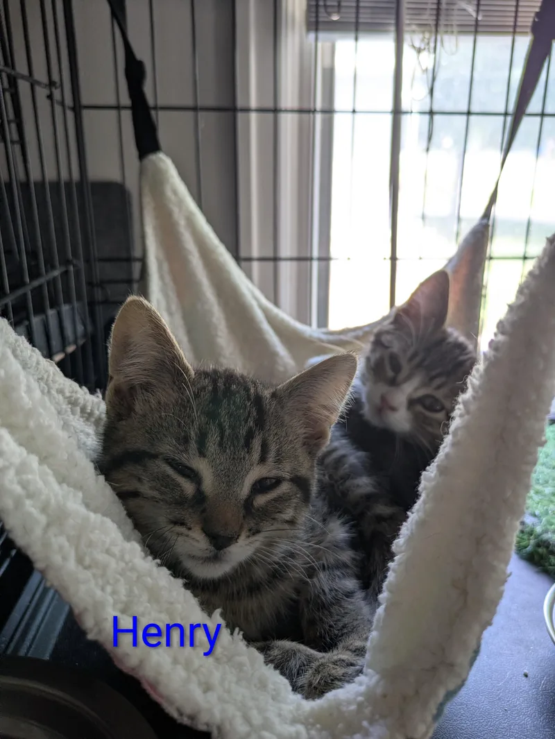 A baby medium-sized male Tabby (Brown / Chocolate) Domestic Short Hair cat named Chief Officer Henry Tingle for adoption in Logan, UT
