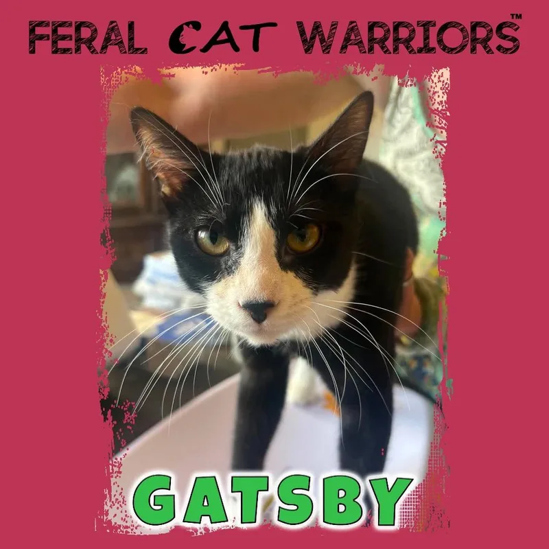A young medium-sized male Black Domestic Short Hair cat named Gatsby for adoption in Kingman, AZ