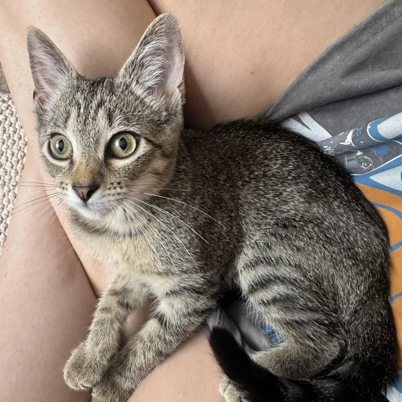 A baby small-sized female Tabby (Brown / Chocolate) Domestic Short Hair cat named Dolly for adoption in Woodlawn, TN