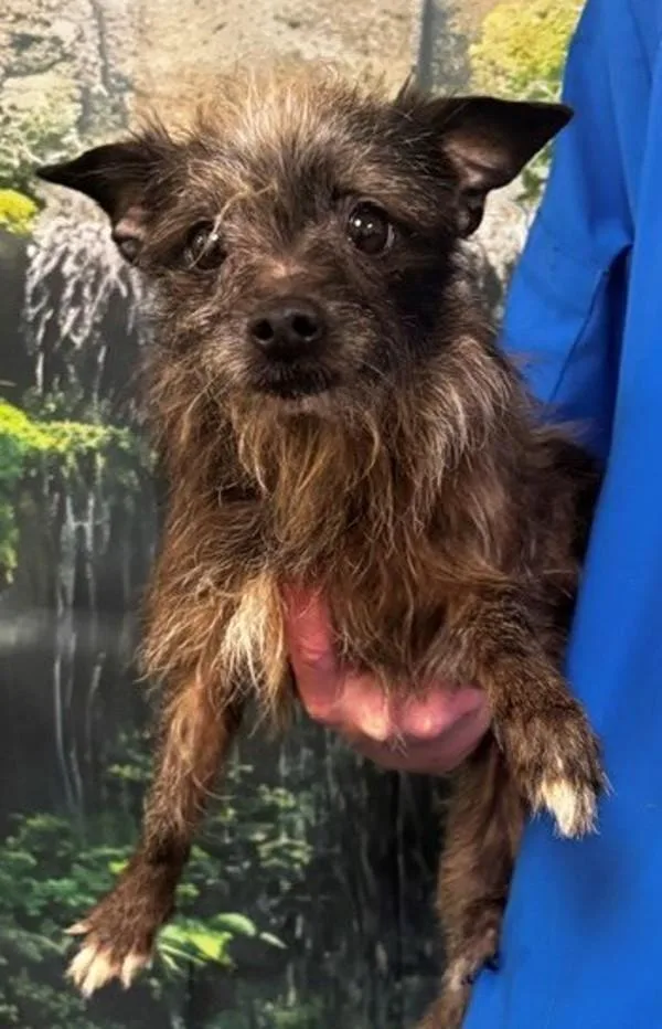 An adult small-sized female Brussels Griffon dog named Bailey for adoption in Dallas, GA