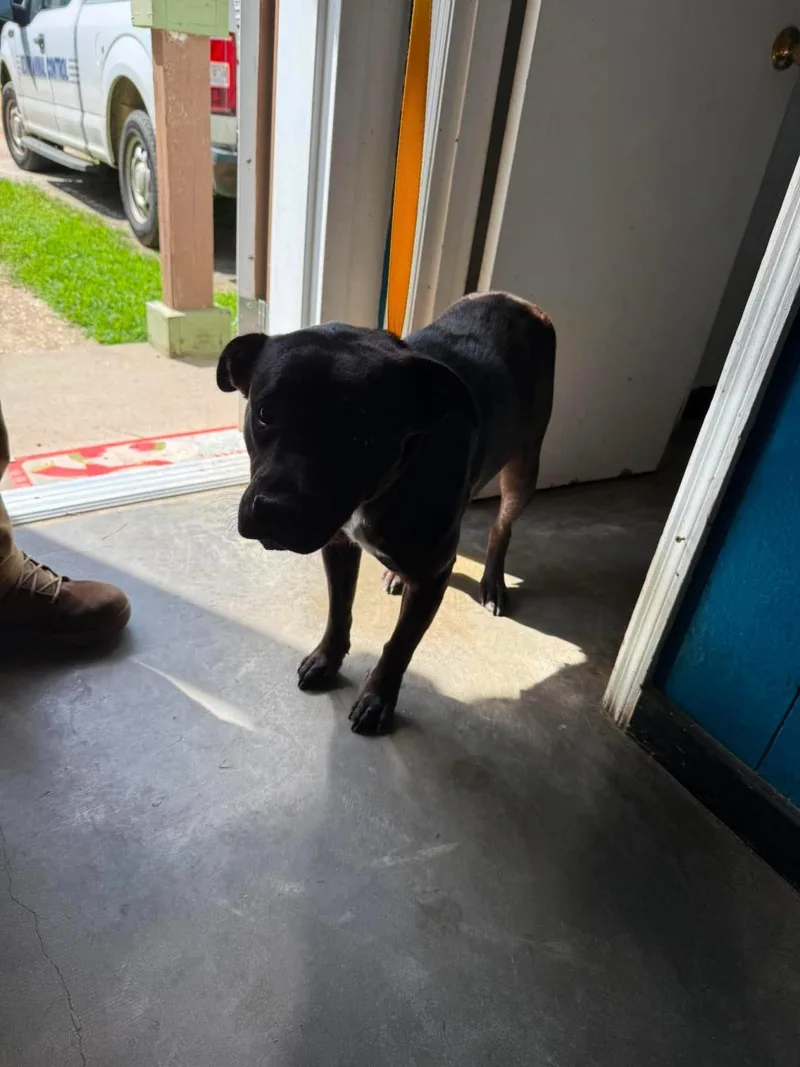 A young medium-sized female Mixed Breed dog named Darby for adoption in Ozark, AL