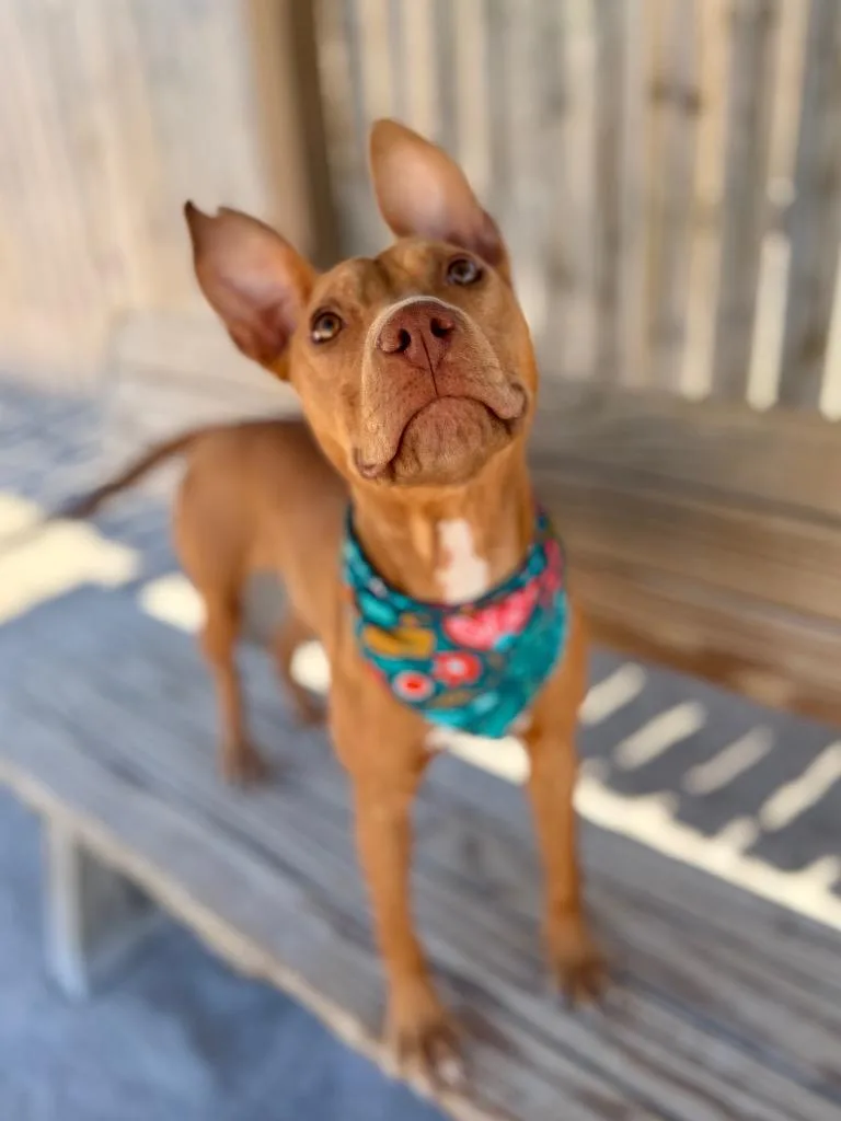 A young medium-sized female Mixed Breed dog named Neve for adoption in Muskegon, MI