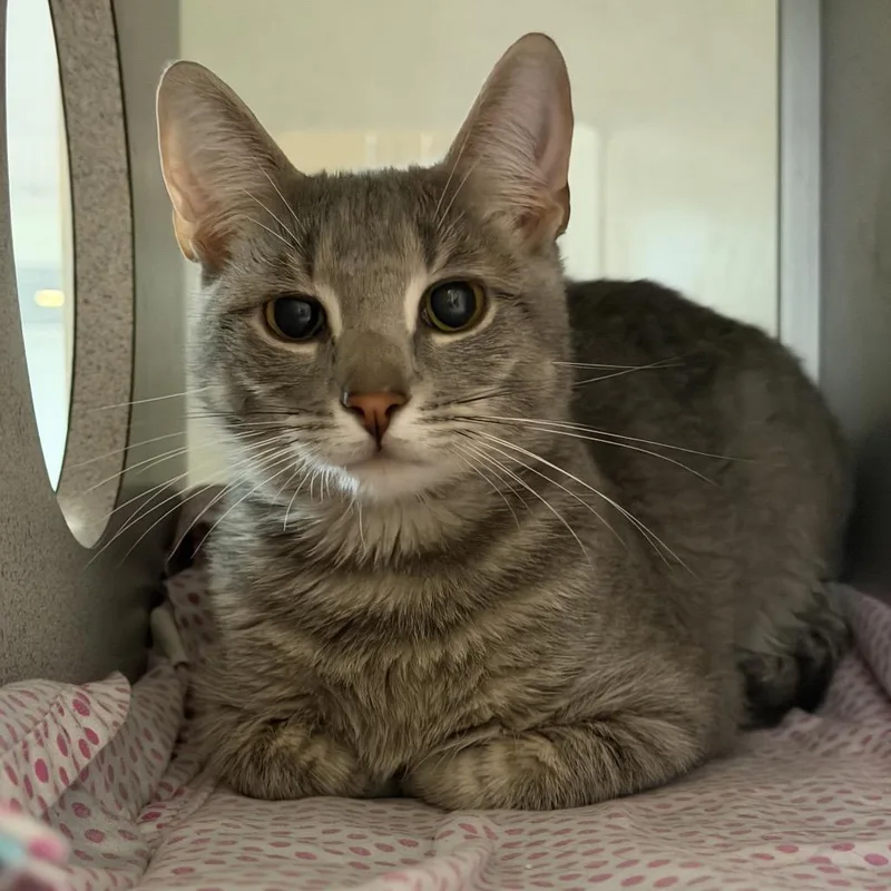An adult small-sized male Gray / Blue / Silver Domestic Short Hair cat named Ash for adoption in Quakertown, PA