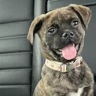 Pipa