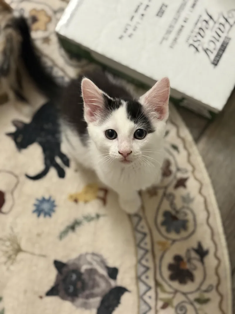 A baby medium-sized male Domestic Short Hair cat named Bambi for adoption in Blaine, MN