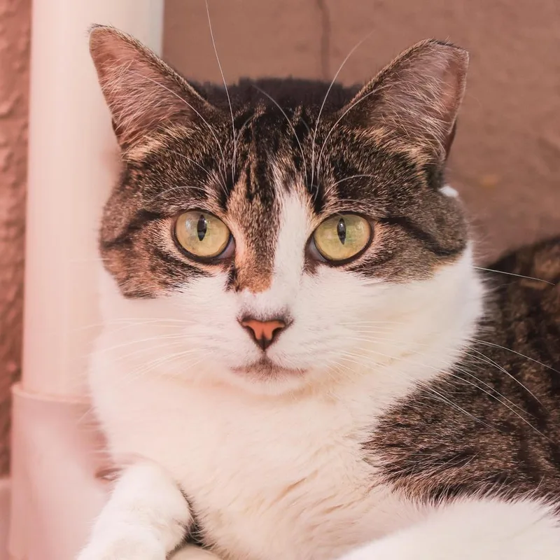 A senior small-sized female Brown / Chocolate Domestic Short Hair cat named Gretchen for adoption in Los Angeles, CA