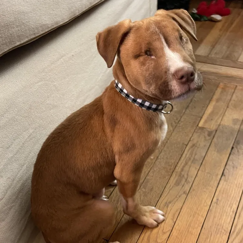 A baby medium-sized male Brown / Chocolate Terrier dog named Mason for adoption in Avon, OH