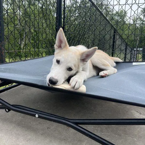 A baby small-sized male Yellow / Tan / Blond / Fawn Husky dog named Rocket for adoption in Hamden, CT