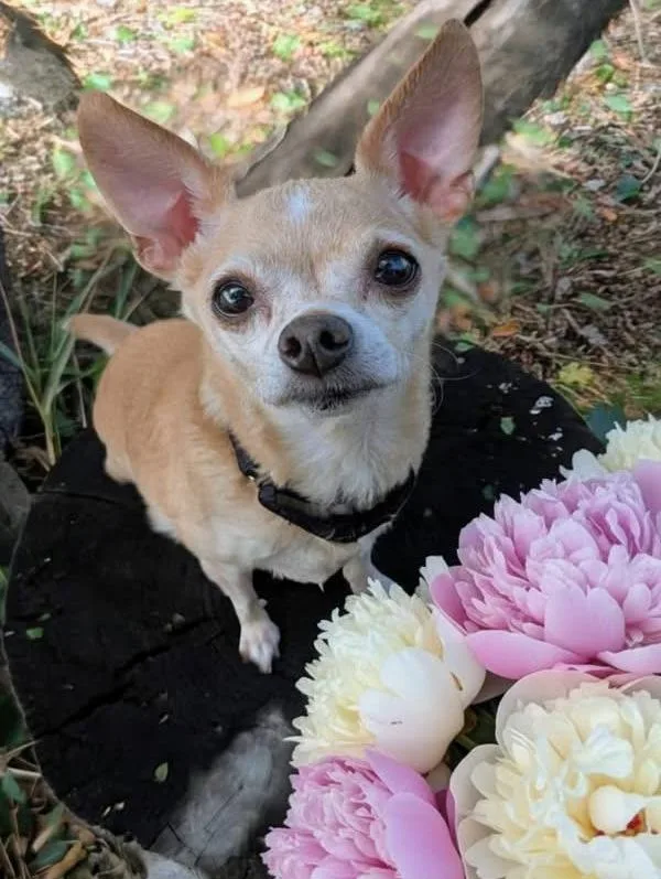 A senior small-sized female Chihuahua dog named Peony for adoption in Littleton, CO