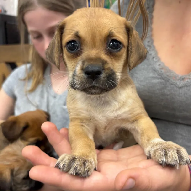 Lulu