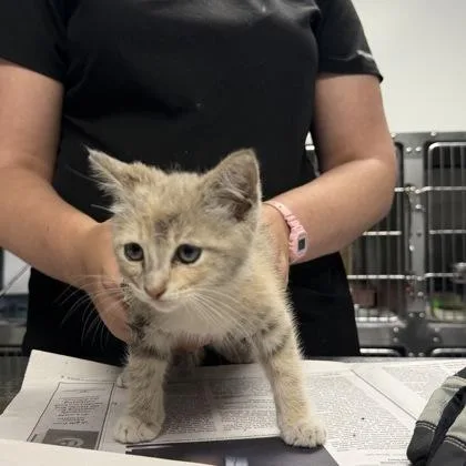 A baby small-sized female Domestic Short Hair cat named Smoothie for adoption in Daytona Beach, FL