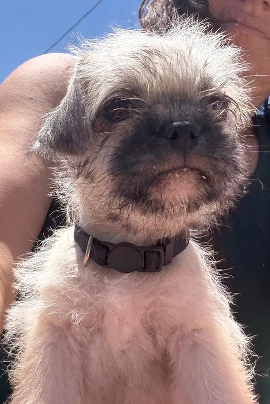 A baby small-sized male Pug dog named Pluto for adoption in San Diego, CA