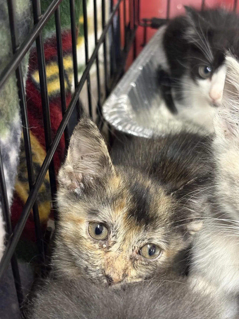 A baby small-sized female Domestic Short Hair cat named Swifty for adoption in Mexico, MO