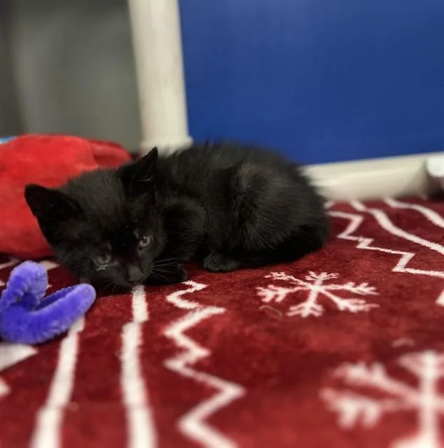 A baby medium-sized male Domestic Short Hair cat named Lucky for adoption in Dallas, TX