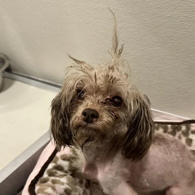 A senior small-sized female Yellow / Tan / Blond / Fawn Mixed Breed dog named Lyla for adoption in Hinsdale, IL