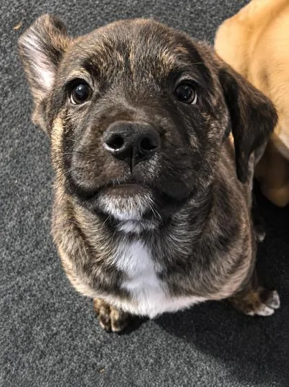 A baby medium-sized female Hound dog named Shebougie for adoption in Malvern, PA