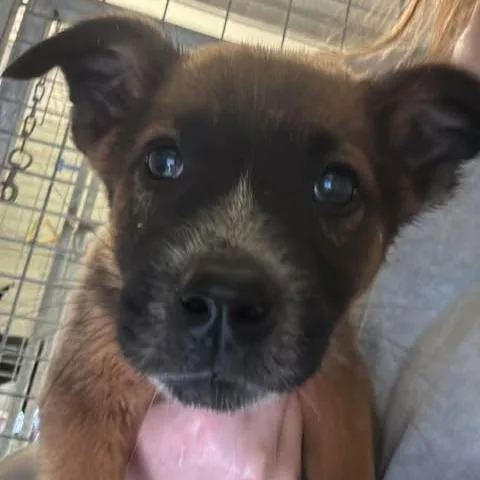 A baby medium-sized male Yellow / Tan / Blond / Fawn Australian Cattle Dog / Blue Heeler dog named Lucas for adoption in Bastrop, TX