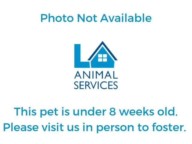 A baby small-sized male Domestic Short Hair cat named Aspen for adoption in Los Angeles, CA