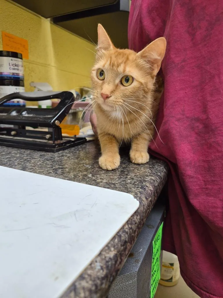 A young small-sized female Domestic Short Hair cat named Lilith for adoption in Crossville, TN